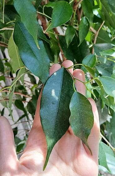 цветы фикусы: ФИКУС Продаю ФИКУСЫ В каждом стаканчике по 3–4 веточки: хорошо — 3