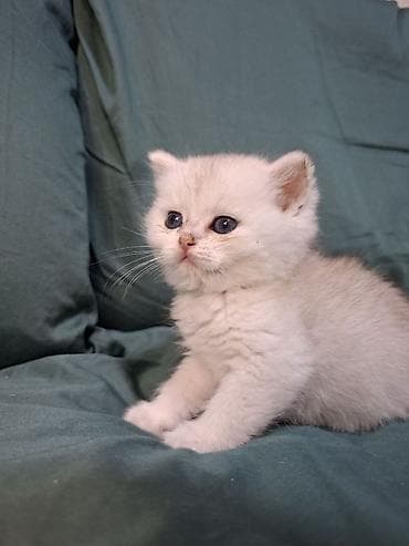 купить клетку для шиншиллы бу: 🐾 Открыто бронирование котят шотландской породы 🐾 Предлагаются к — 3