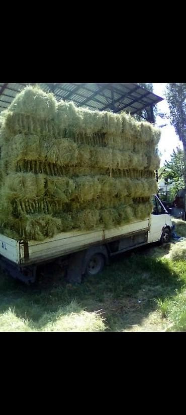срочно в связи с переездом: Продаю клевер в тюках 1й и 2й укос а так же саманный тюк и пшеницу 3й — 1