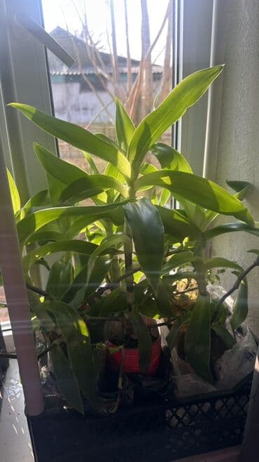 фумигатор от комаров бишкек: Продаю золотой ус Золотой ус используется широкого спектра — 4