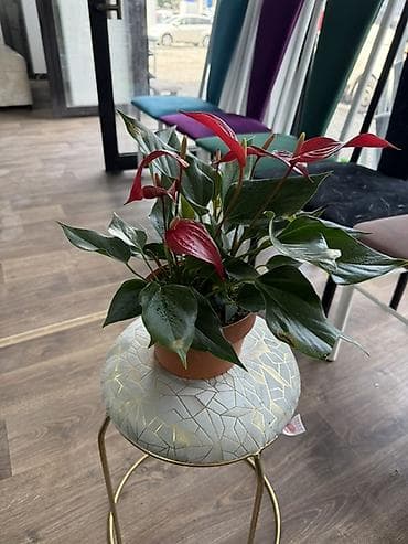 Антуриумы: Антуриум (Anthurium) в горшке - Компактный куст с плотными глянцевыми — 8