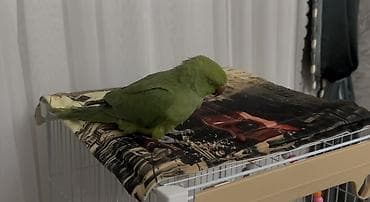 сетка для кролика: Ожереловый попугай сатылат клеткасы менен — 3