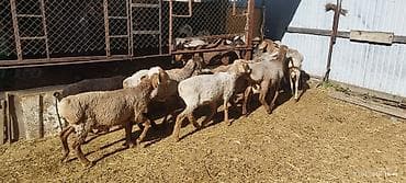 продажа собак в бишкеке: Продаю | Овца (самка) | На забой — 5