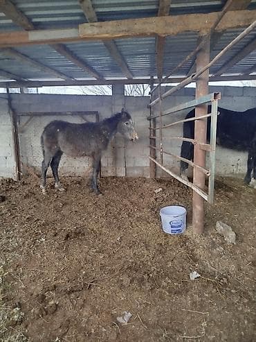 купит лошат: Продаю | Жеребенок | На забой, Для разведения — 2