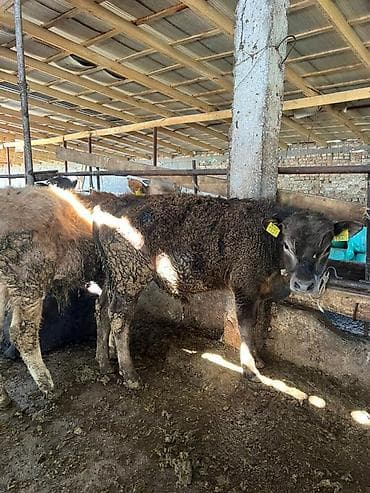 шотландская кошка: Продаю | Бык (самец) | Полукровка | На откорм | Привязанные — 1