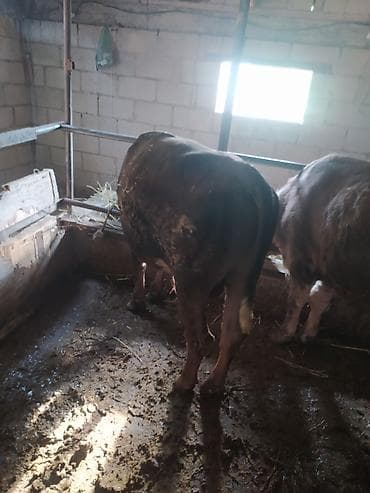 Продаю | Бык (самец) | На откорм | Привязанные
