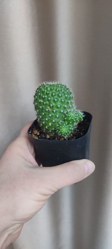 семена павловния купить в бишкеке: Зефирантес розовый 150 сом (3-4 луковицы в стакане) - ул.7 апреля 2/7 — 11