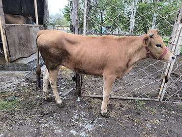 телки коровы: Продаю | Тёлка | На откорм | Отела не было — 1