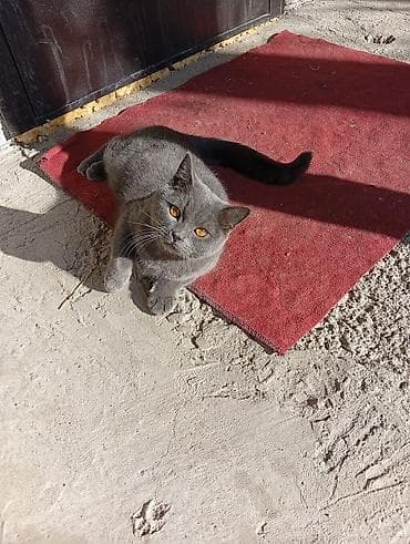 девон рекс бишкек: Британ кыска жүндүү, 7 айлык, Эркек, Көгүлтүр, Лотокко барууга үйрөтүлгөн — 2