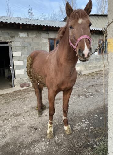 королевский дог цена: Продаю | Конь (самец) | Для разведения, Рабочий — 1