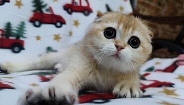 Мышыктар: Скотиш Фолд (Шотландиялык шалпаң кулак), 3 айлык, Ургаачы, Алтын шиншилла — 4