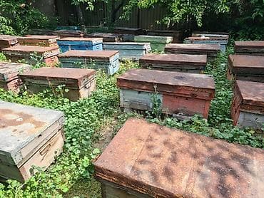 Сельхоз промышленность: Продам пасику, 50~ семей, цена за семью. подготовлены к сезону — 2