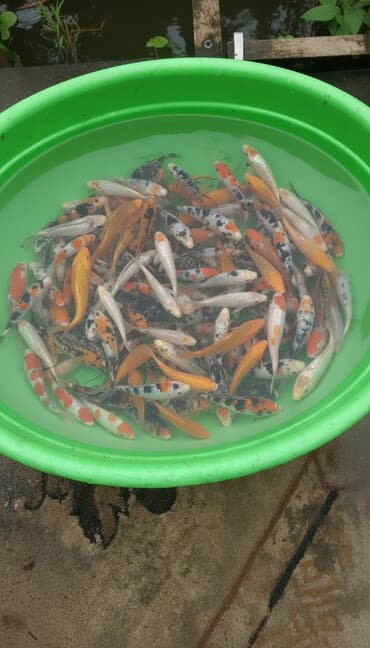 Продажа карпа кои 15 см до 20 см размеров💸*Продаём рыбу — карп КОЙ в