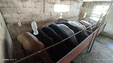 военная сетка: Продаю | Овца (самка) | На забой | Матка — 4