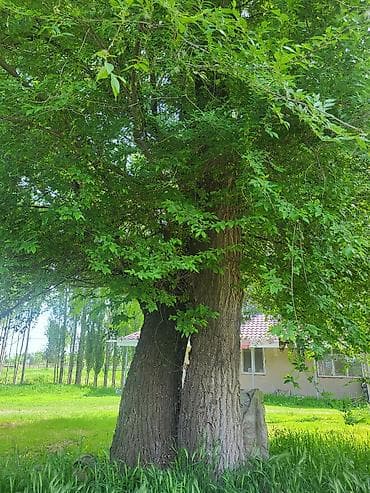 Дрова: Кара жыгач сатылат, отунга же строй материалга, келишим баада — 6