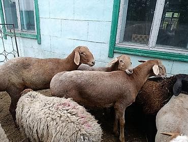 машинка для животных: Продаю | Баран (самец) | На забой — 7