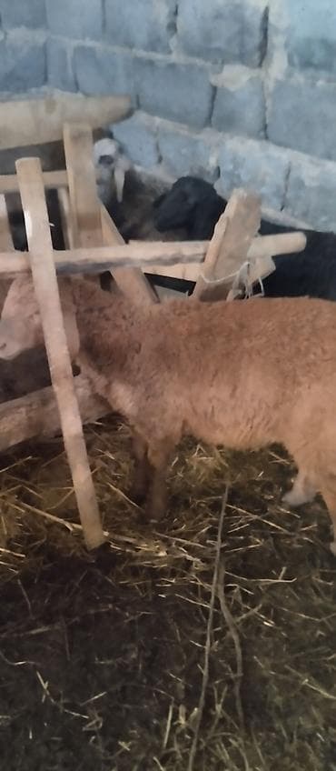 питбуль в караколе: Продаю | Овца (самка) | Для разведения — 2