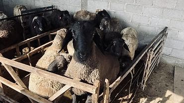 корова красная речка: Продаю | Баран (самец) | На забой — 1