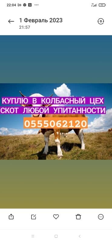 купить собаку объявления: Сатып алам | Жылкылар, аттар, Уйлар, букалар, Башка а/ч жаныбарлары | Күнү-түнү, Бардык шартта, Союлган — 1