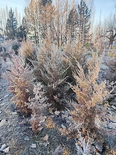 саженцы крыжовника: Саженцы деревьев: Сосны — 5