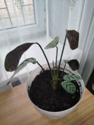 растения для аквариума: Комнатные растения цветущие и декоративные распродажа. находимся в — 17