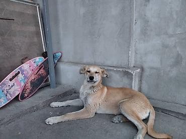 перепелка бишкек: Ит бекер берилет: 3 айлык, Ургаачы — 3