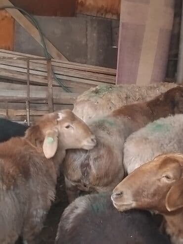 продажа домашних животных: Продаю | Овца (самка) | Для разведения | Матка — 11