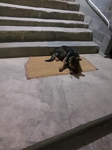 щенок немецкой овчарки цена: Немецкая овчарка, щенок с документами это старое фото - Порода — 2