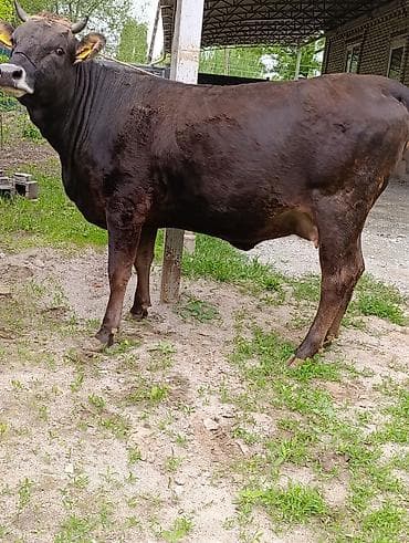 белые кролики: Продаю | Корова (самка) — 7