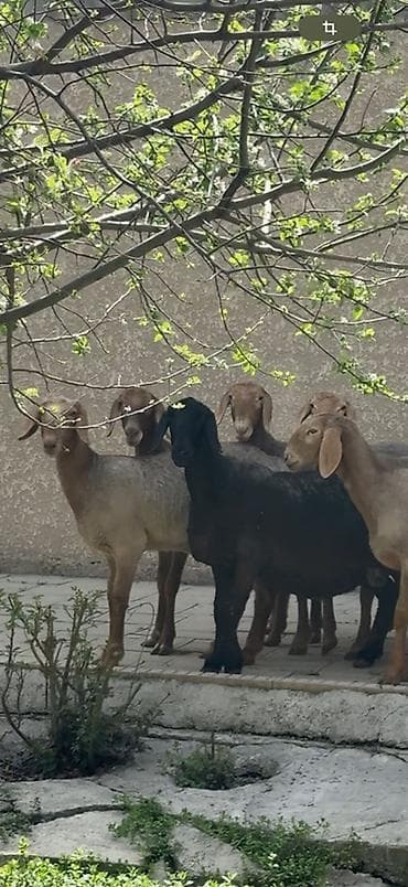 мастит: Продаю | Овца (самка) | Эдильбаевская, Арашан | Для разведения | Матка — 5