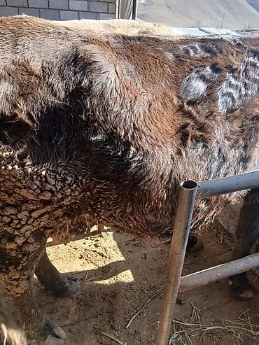 мака сото: Продаю | Корова (самка) | Алатауская | На забой — 3