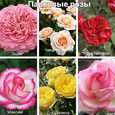 колючки: Https://t.me/blooming_garden_kg Редкие и эффектные декоративные — 6