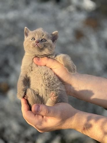 Скотиш Фолд (Шотландская вислоухая), 1 месяц, Мальчик, Приучена к лотку