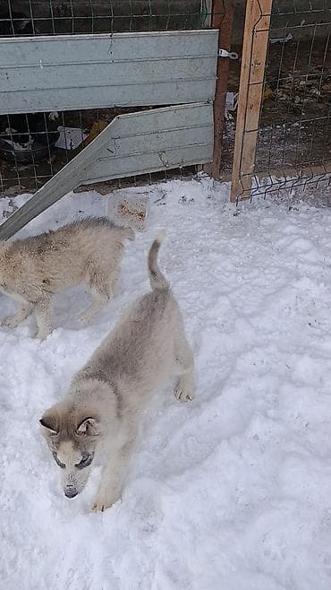 куплю хаски: Продается щенки хаски !!!! — 7