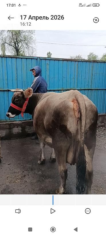 кара джигач: Продаю | Корова (самка) — 2