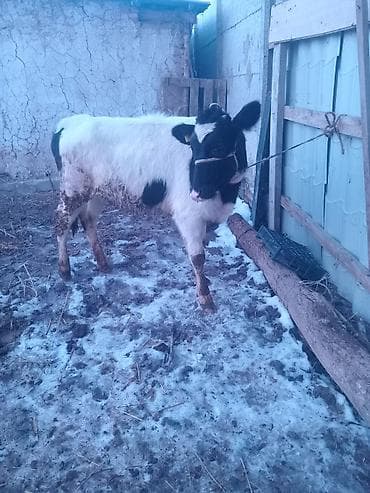 талас ат: Продаю | Музоо, торпок | Голштин | На откорм | Привязанные — 5
