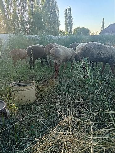 белая вислоухая кошка: Продаю | Овца (самка) | Для разведения — 1