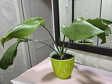 Бөлмө өсүмдүктөрү: Зигокактус (рождественник, шлюмбергера) штамбовой формы в горшке. - — 3