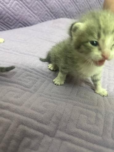 отдам даром котята: Котята-домашние малыши - Возраст: новорождённые, ещё молочного — 3