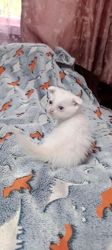 Скотиш Фолд (Шотландская вислоухая), 2 месяца, Девочка, Белый, Приучена к лотку
