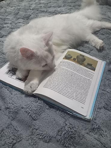 котята каракала в дар: 3 года, Девочка, Кастрирована, Приучена к лотку, Проглистована — 4
