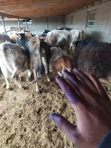 Грызуны: Ветеринар все услуги ветеринарного врача лечение до полного — 7