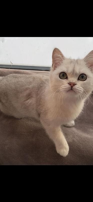 сиамские котята бесплатно: Скотиш Страйт (Шотландская прямоухая), 5 месяцев, Девочка, Приучена к лотку — 1