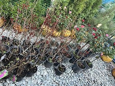 опрыскиватель садовый с мотором: Саженцы декоративных растений для сада и ландшафта Ассортимент: - — 10