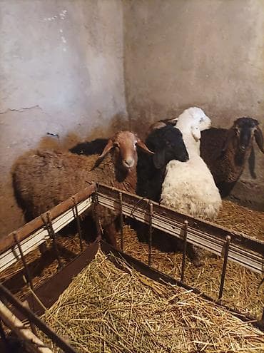 уй сатып алам бишкек: Сатам | Козу | Көбөйтүү үчүн — 2