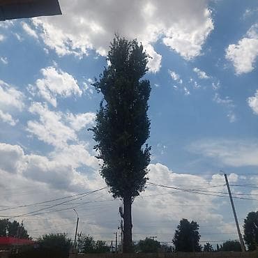 Саженцы at lalafo.kg Саженцы