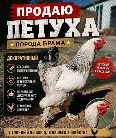 брама кохинхин: Продаю | Петух | Брама | Для разведения — 1