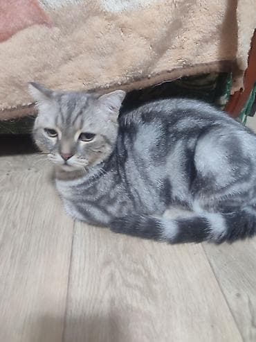 Мышыктар: Скотиш Фолд (Шотландиялык шалпаң кулак), 5 айлык, Эркек — 2
