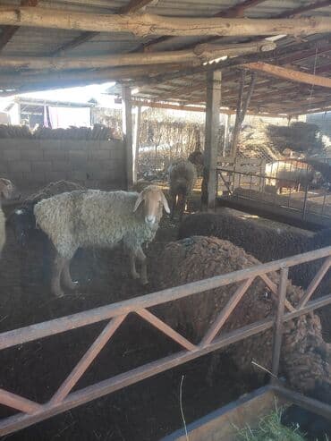 мальки рыб: Продаю | Овца (самка) | Полукровка | Для разведения | Матка — 2