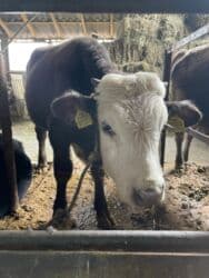 домик для собака: Продаю | Бык (самец) | Ангус | Для разведения — 4